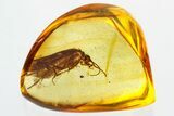 Detailed Fossil Caddisfly (Trichoptera) In Baltic Amber #310964-1